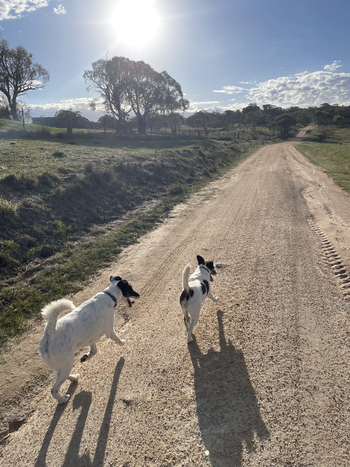 Running with the dogs
