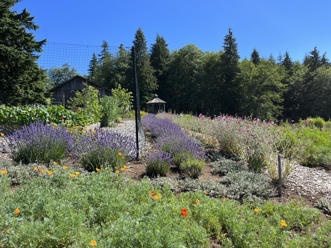 The veggie garden and lavender border.