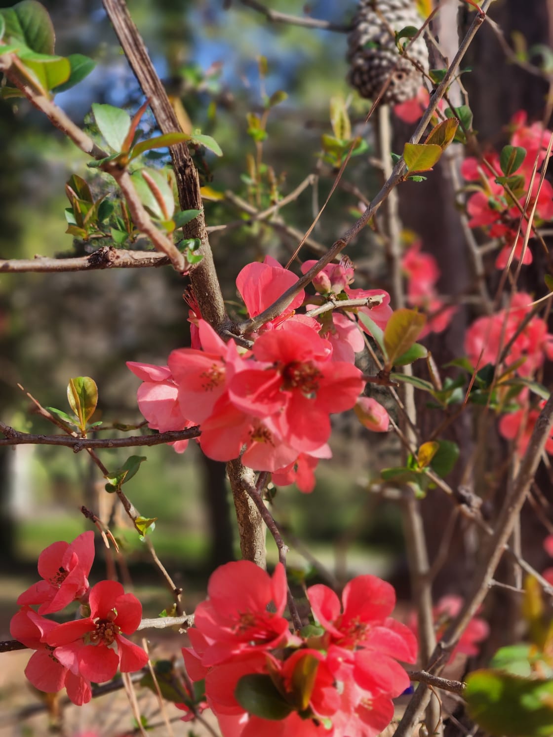 quince - not native but certainly beautiful.  a winter flower we enjoy!