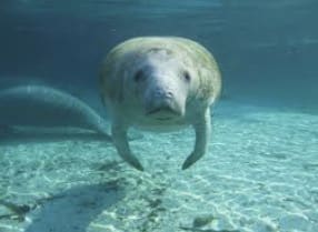Don't forget to book Your Manatee Tour!