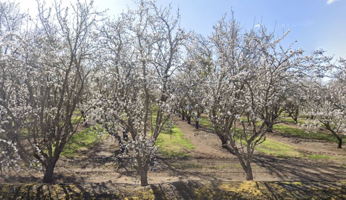 Almonds in Spring