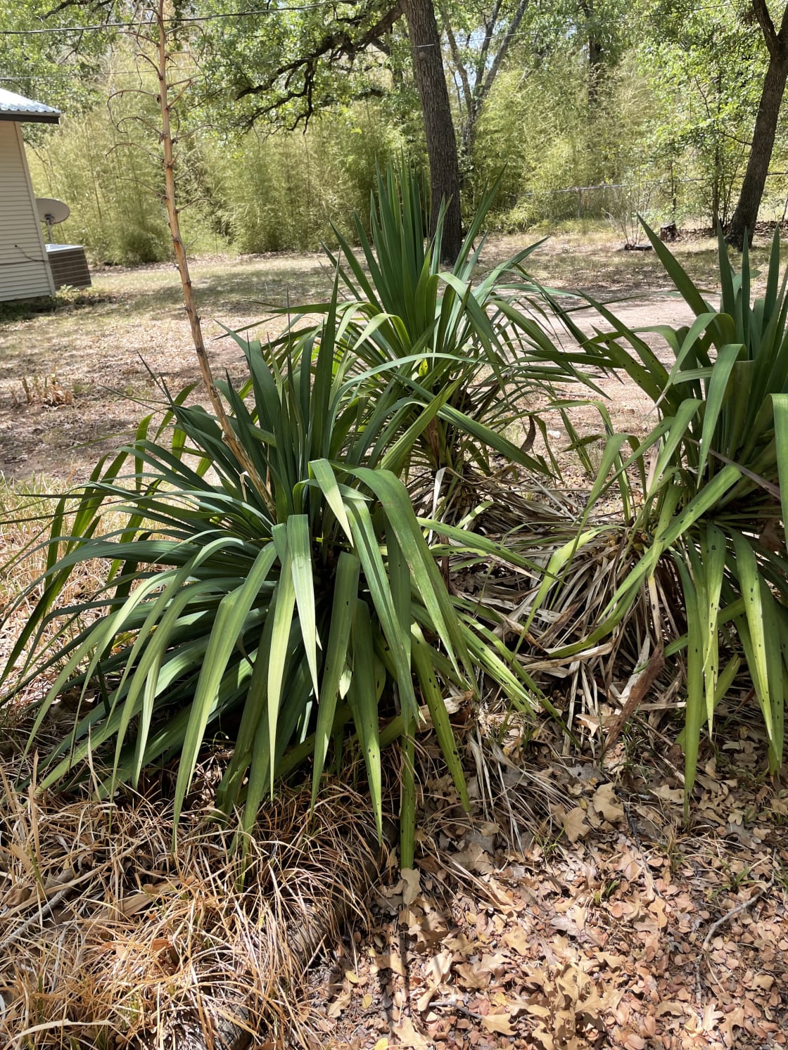 Plants on our property