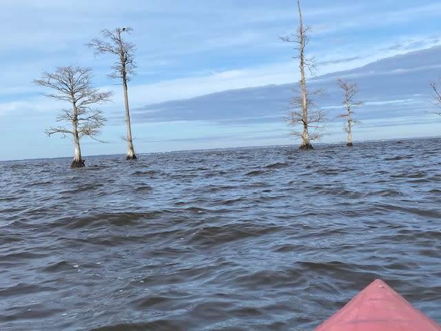 Another shot of paddling on Christmas Day.  There's an eagle sitting in the top of the second tree.
