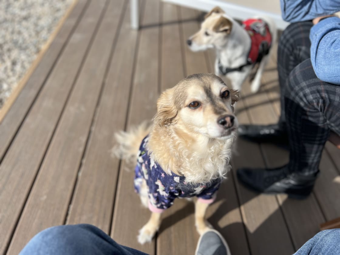 Deck dogs