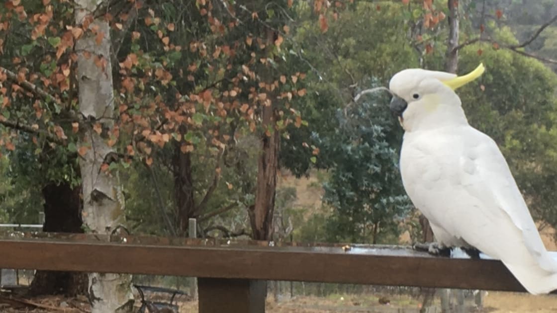 Beautiful white cockatoo