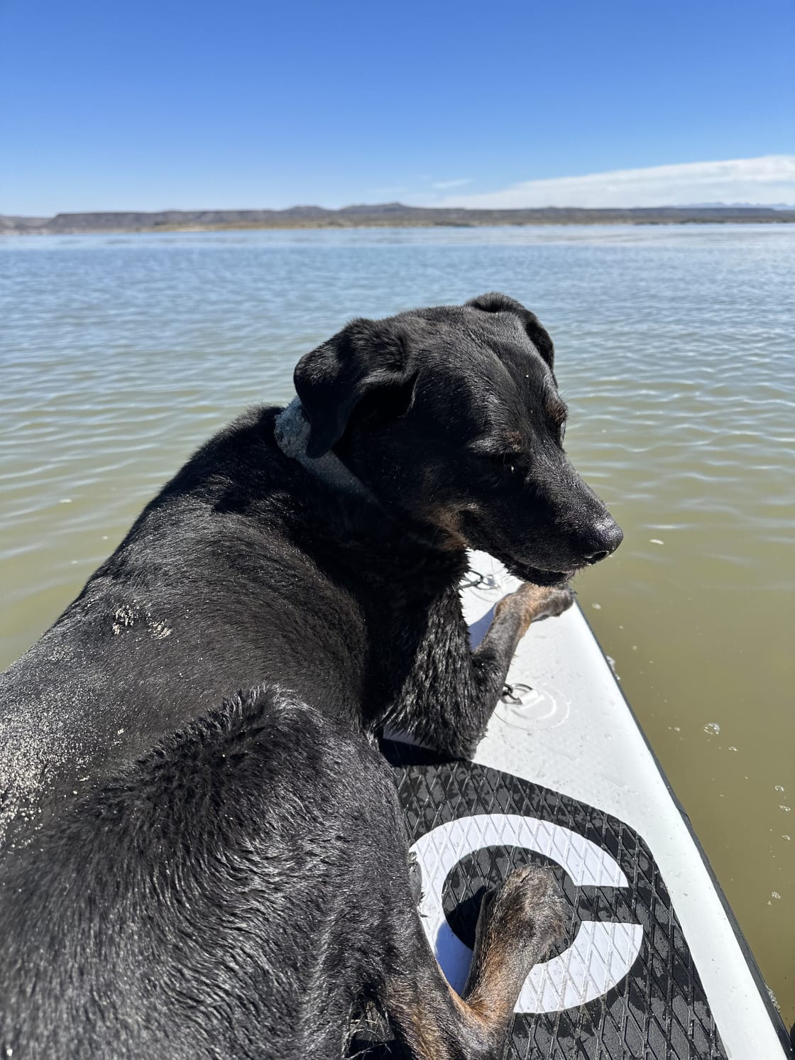 Jake, our resident fur buddy that you may see around.  He's riding on a paddle board at Elephant Butte Lake, about an hour south of the RV Park. 