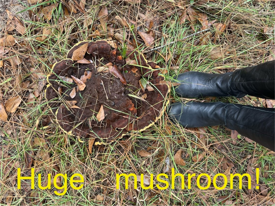 If you enjoy hunting for mushrooms, there are tons! Please no harvesting them, but feel free to take as many photos as you want!