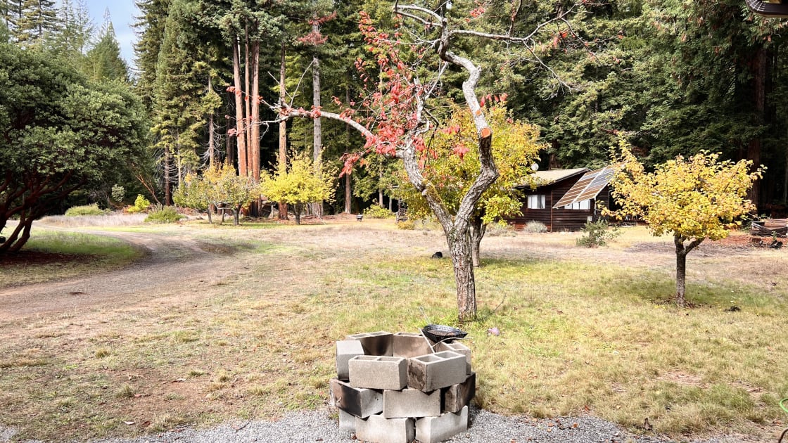 Artist Retreat In Majestic Redwoods
