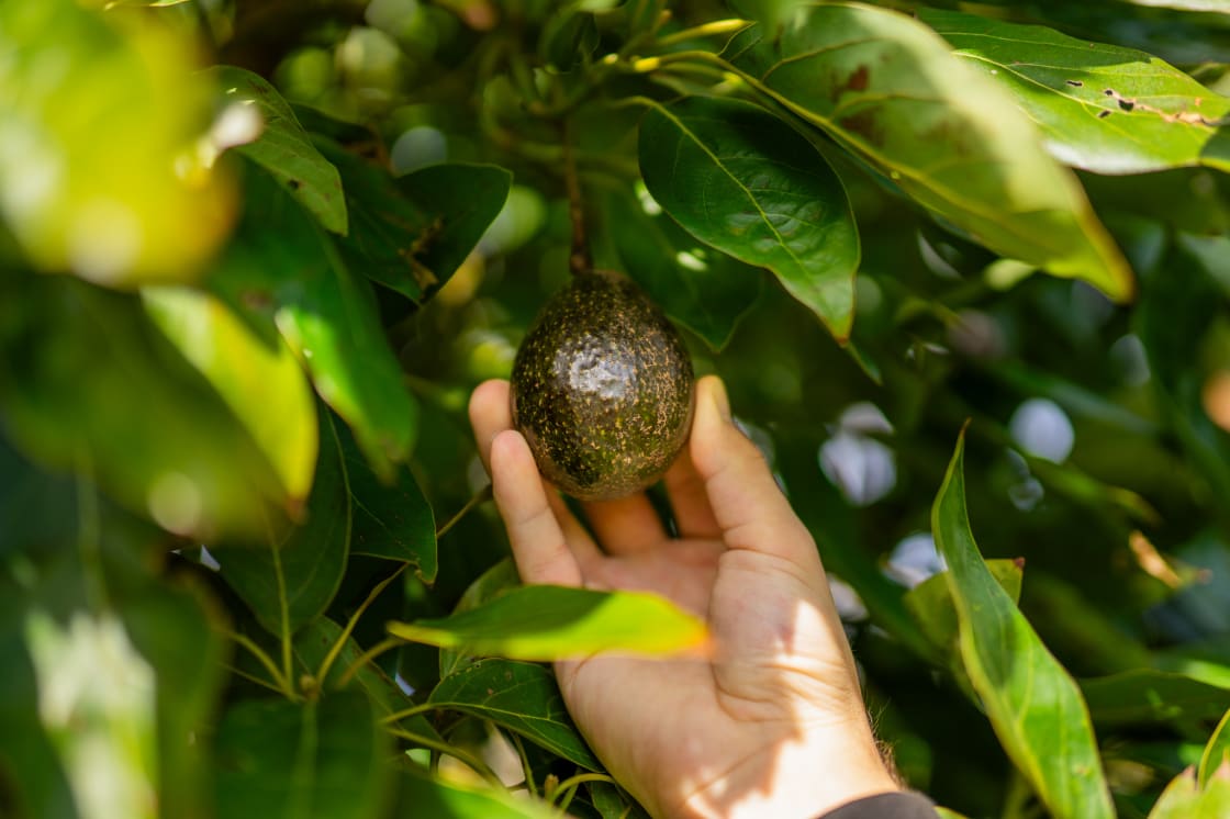 Pick your own avocados right from the front yard!