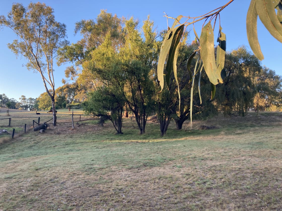 Campsite at The Gums