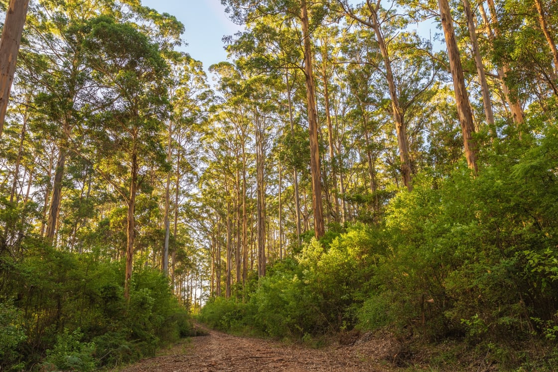 Hidden behind 100m of natural bushland, your campsite awaits.