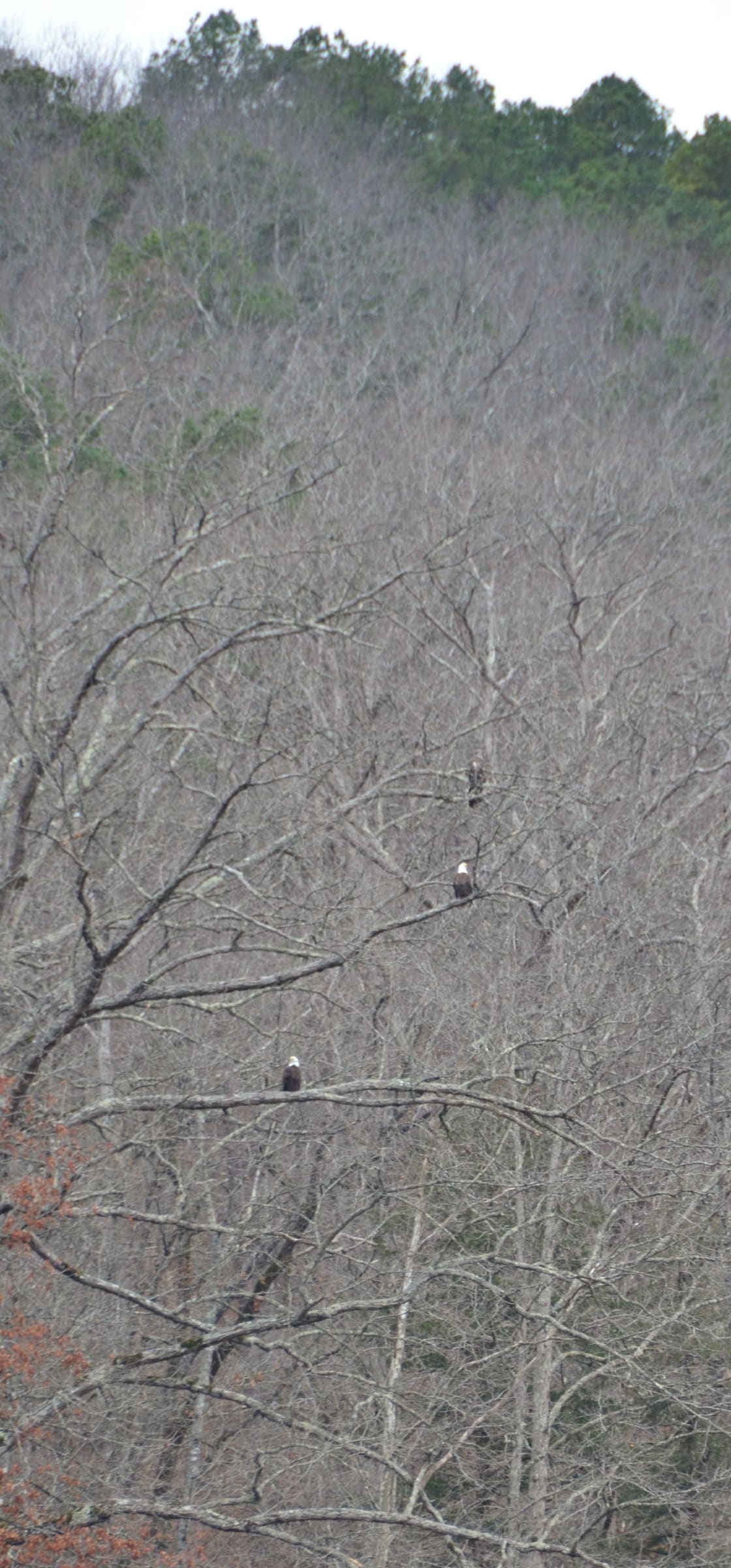 We have a mated pair of eagles living in the area. They have two immature offspring also living with them. 