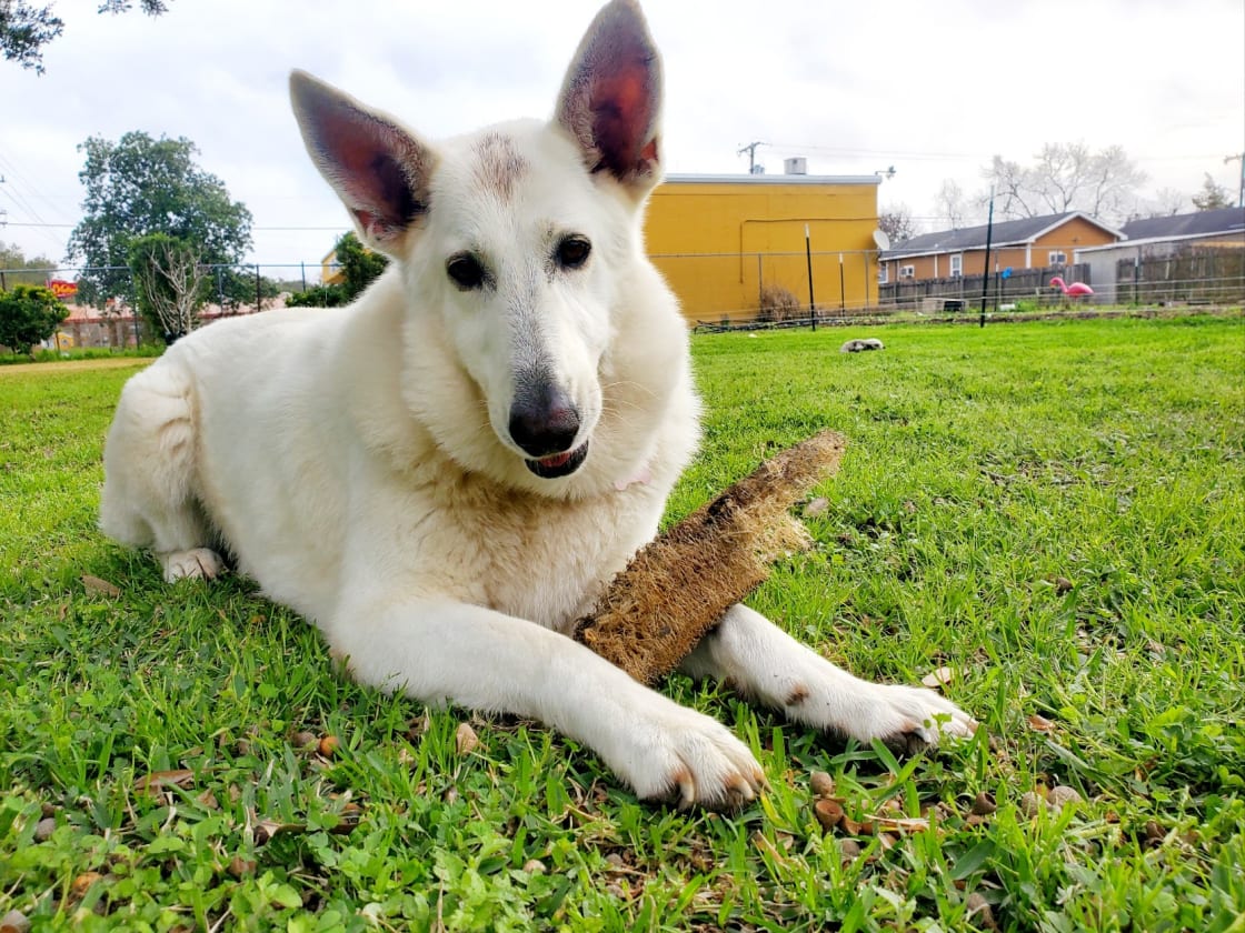 Our white German Shepard Peanut loves visitors. Very sweet and friendly. His energy can be too intense for some other dogs though. 
