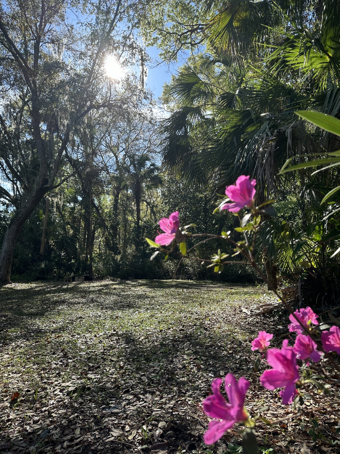 Flat grassy area past the asphalt driveway. Space is about 40 ft by 60 ft and surrounded by natural Florida. Blooming azaleas featured in the photo.