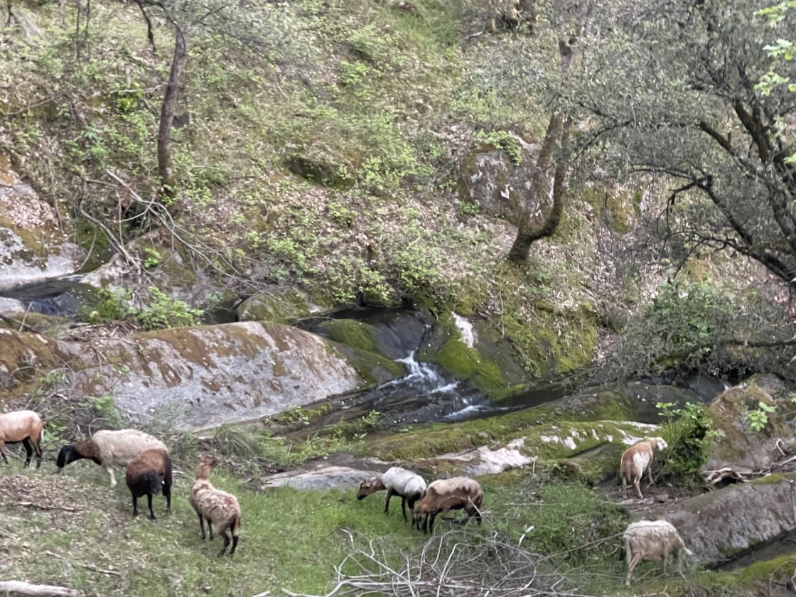 Wild sheep and goats munch at waterfalls edge