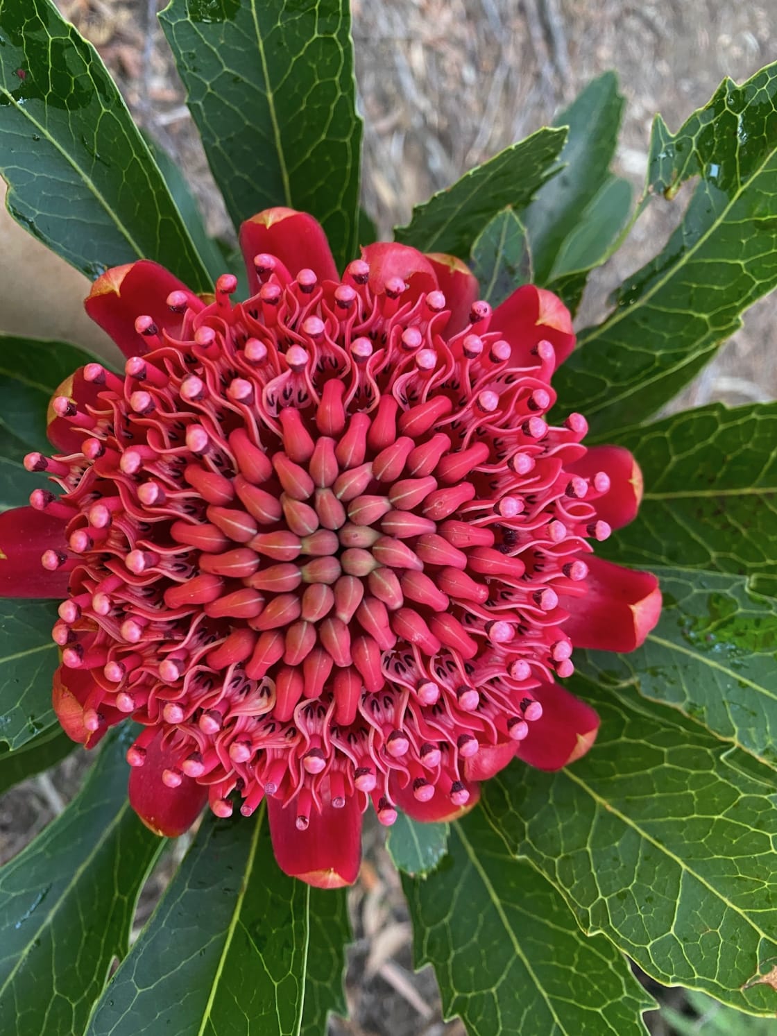 We have hundreds of flowering Waratahs every year in September.