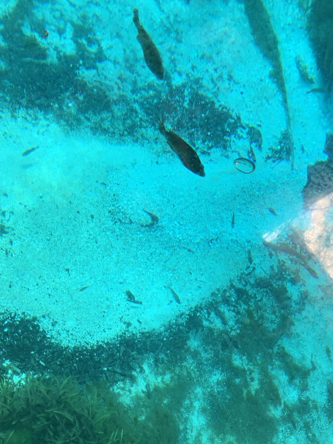 The glass bottom boat ride was amazing which is close by the campsite