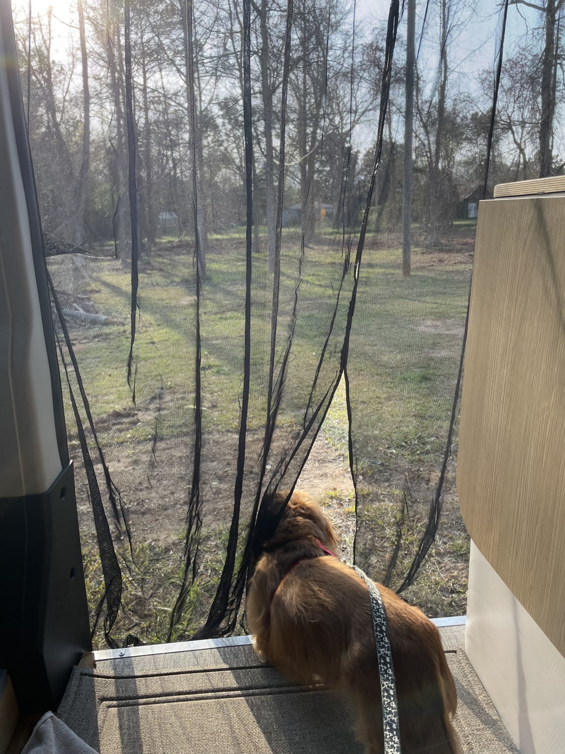 Doggie loved watching the birds and squirrels 