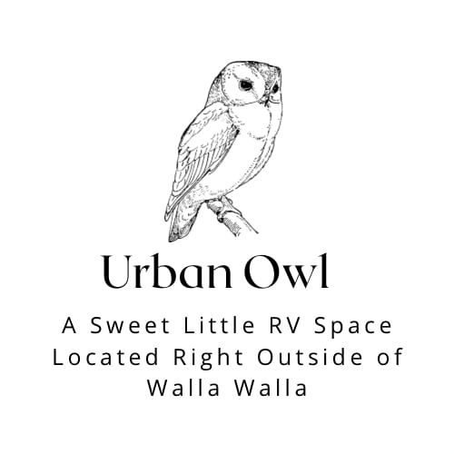 Urban Owl -Walla Walla