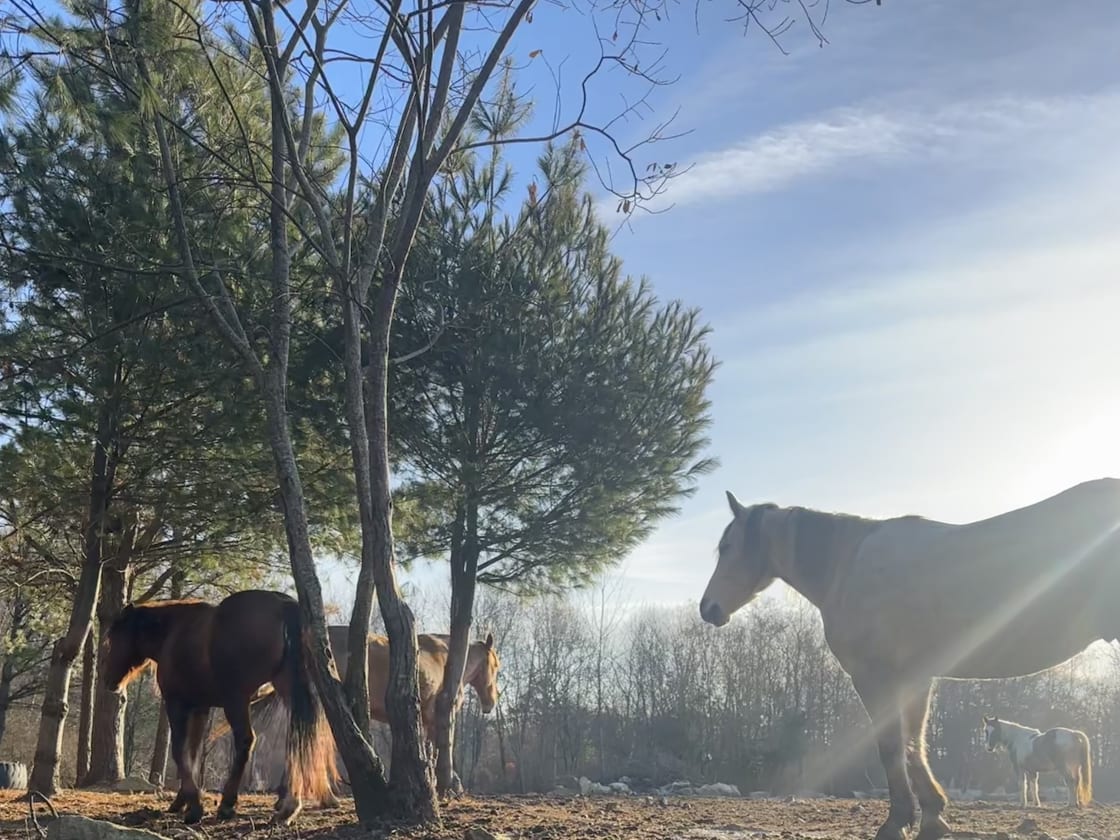Glamping with the Wild Horses