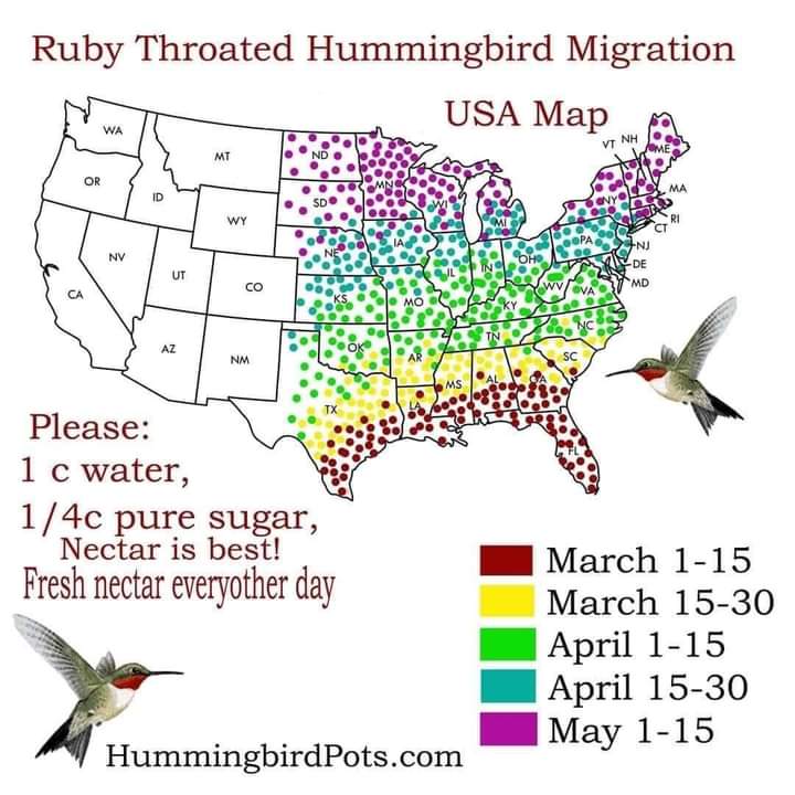 The upcoming eclipse coincides with hummingbird season!