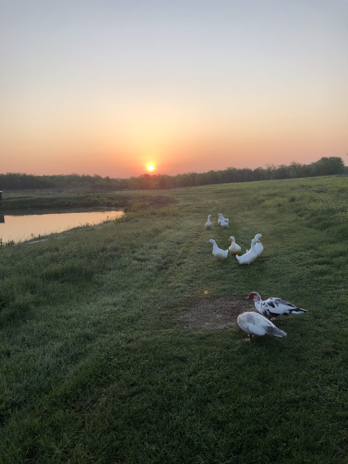 Sunrise at the campsite and our ducks.