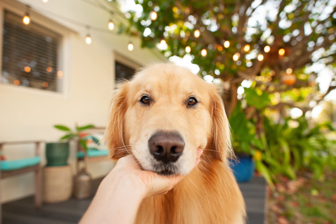 Hello from your pet friendly beach cottage in the Don Cesar neighborhood! We hope you enjoy your stay. Sincerely, Angus + mom
