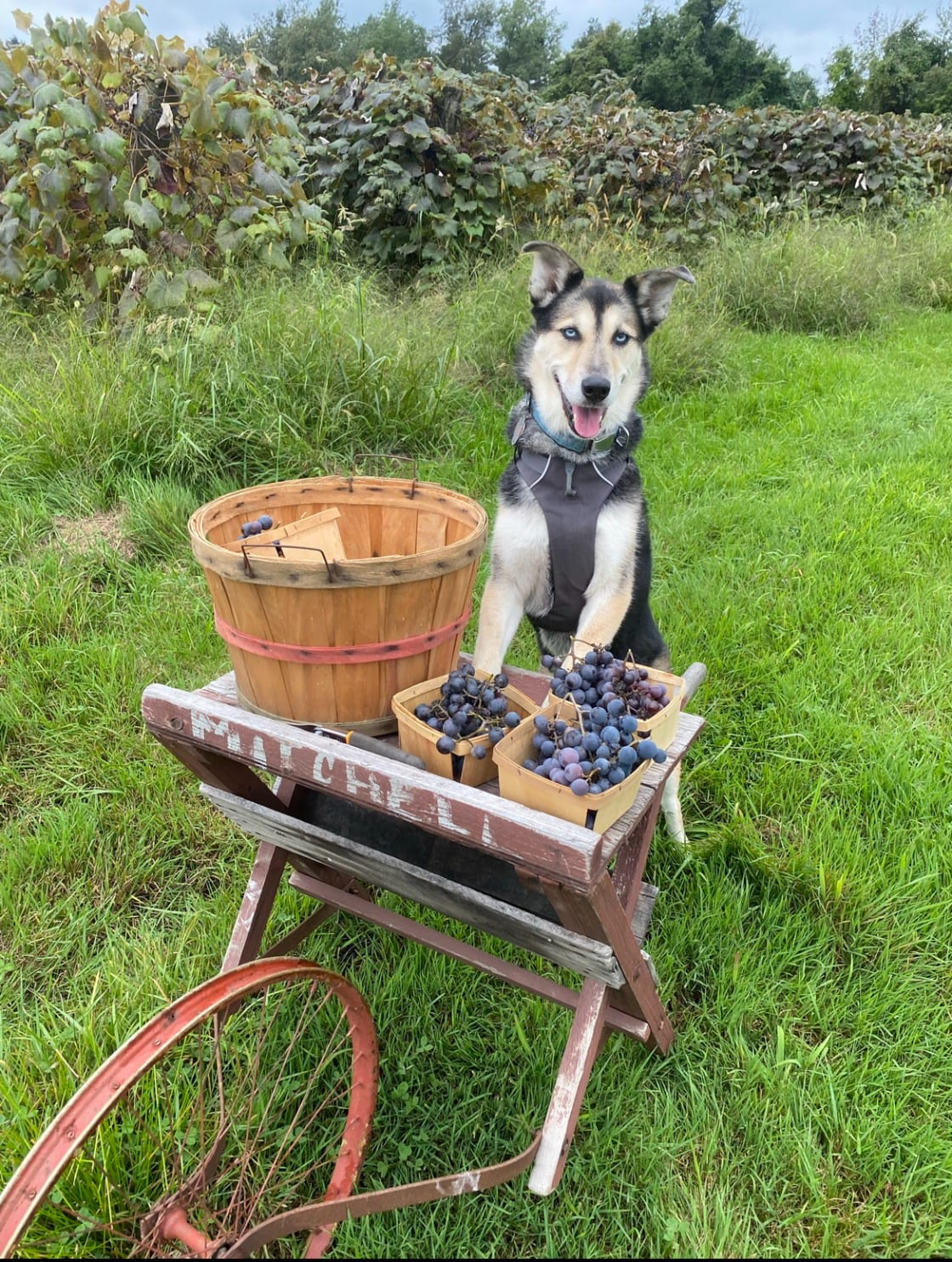 Our dogs love this property! (please remember dogs should not eat grapes). This vintage cart is available for use on site.