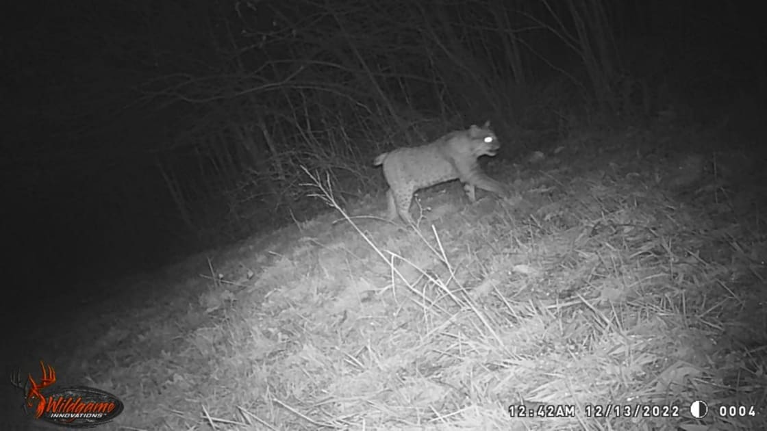 Bobcat on the prowl!