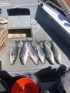 Some beautiful Striper caught not far from Lovey's.