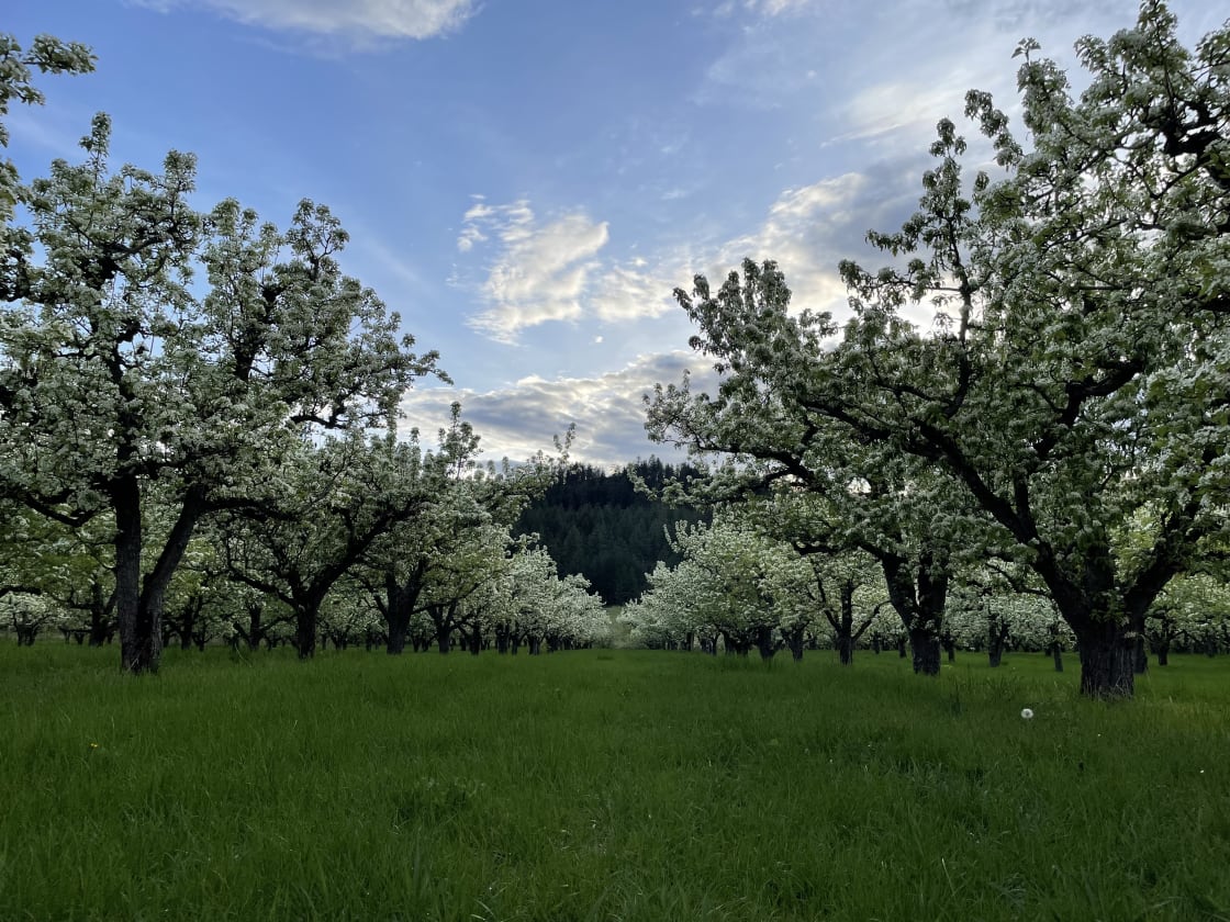 Sherman Creek Orchard
