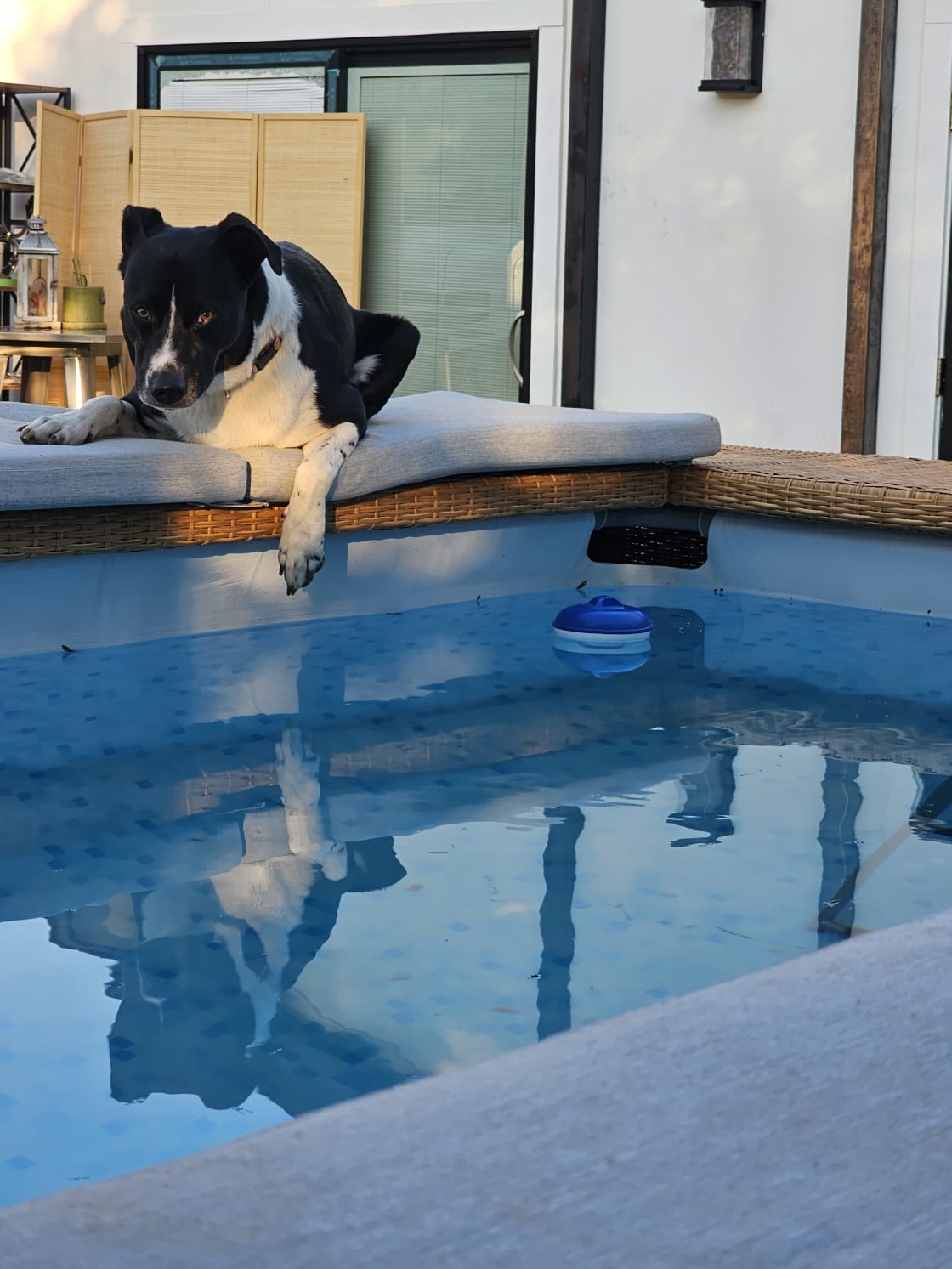 Toby loves the pool!  I've taught him to climb out the ladder. The pool is 3.5' deep. Toby can actually stand on his hind legs with head out.