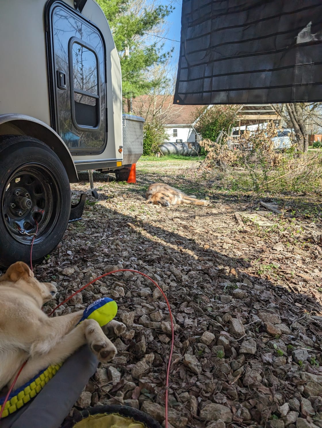 Pups enjoying camp