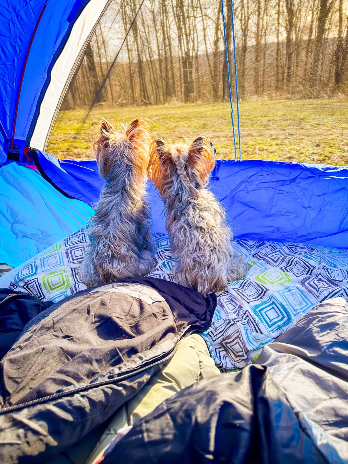 Dog camping