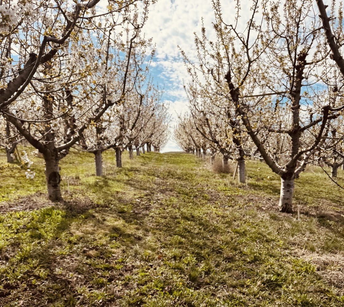 HDH Orchards