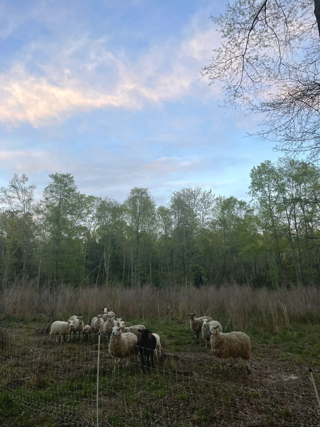 Farm Stay - Meadow Campsite
