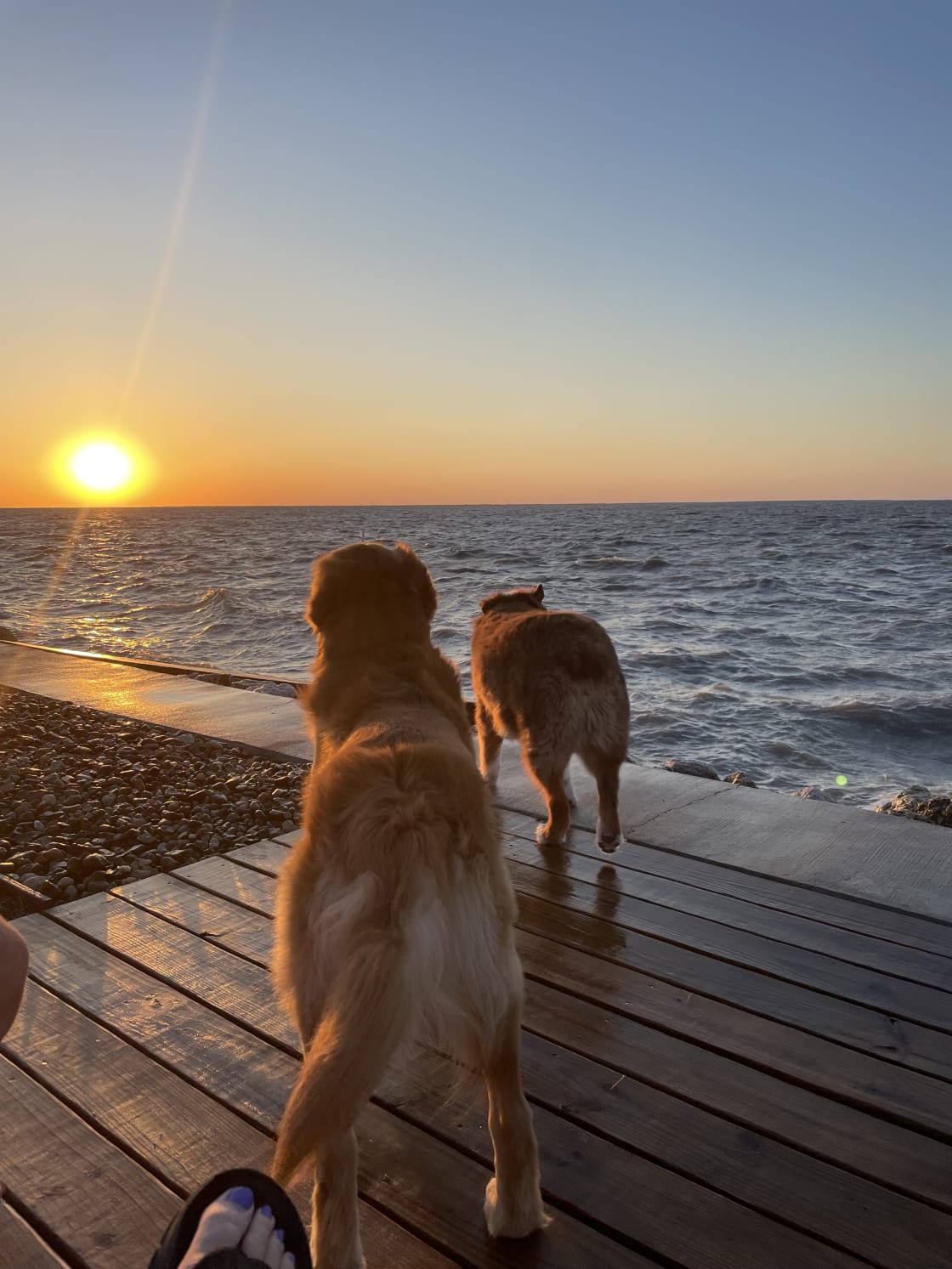 Even the dogs were impressed with the sunsets!!!!
