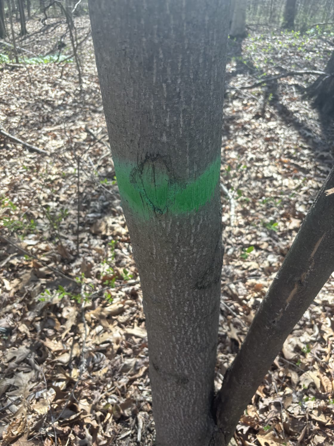 If you look carefully, some trees along the walking path are marked with this green paint. 