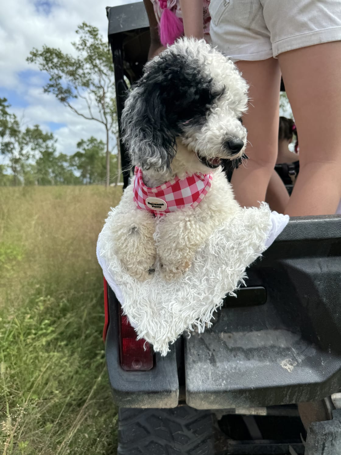 Mountview Farm Stay and Poodles