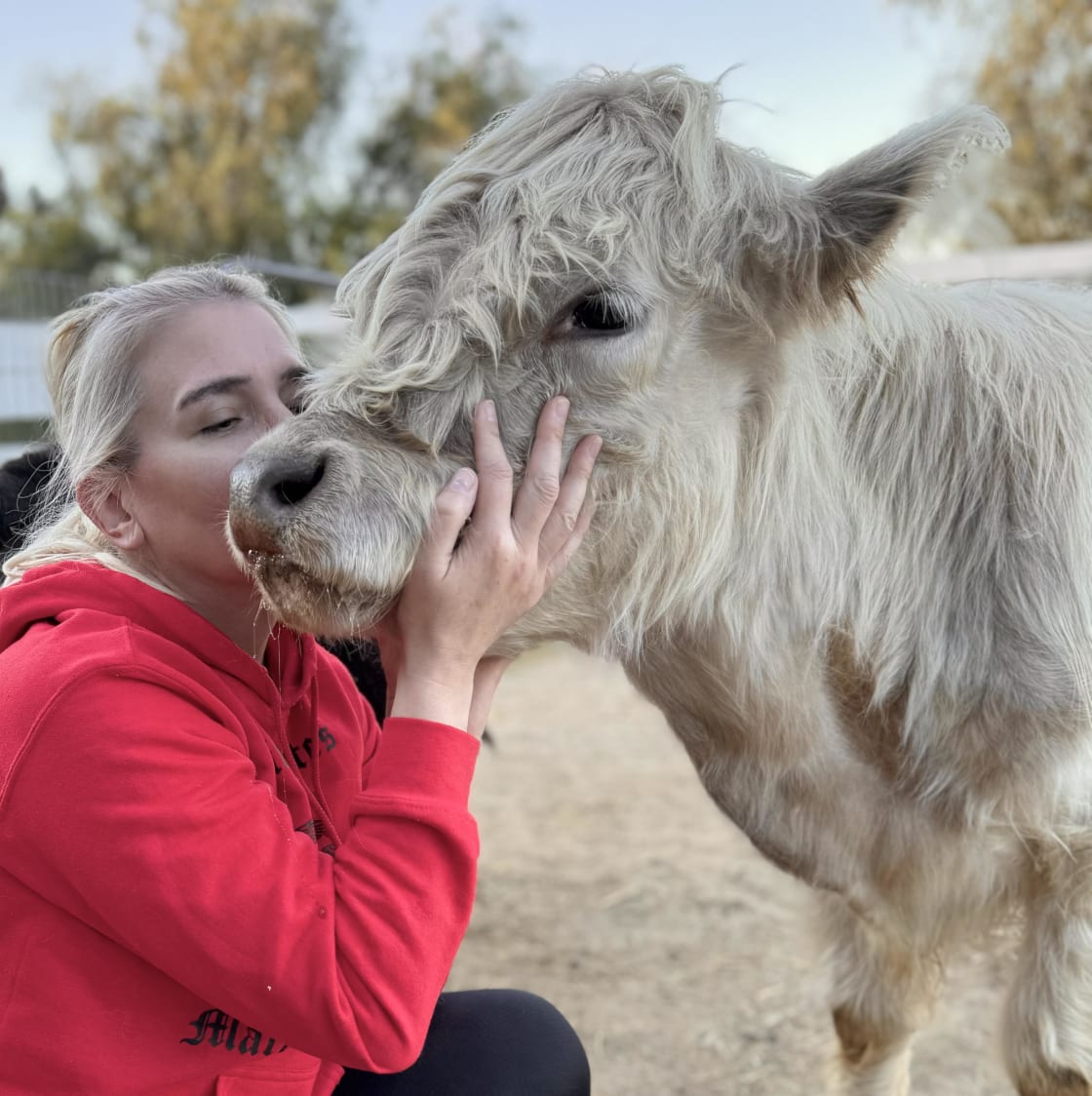 Farm Stay with Cow Kisses