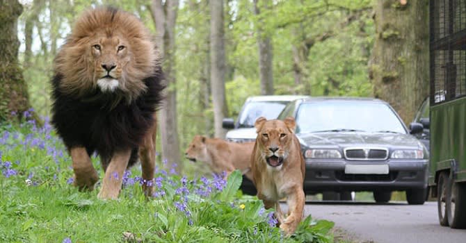 Visit Longleat Safari Park during your stay