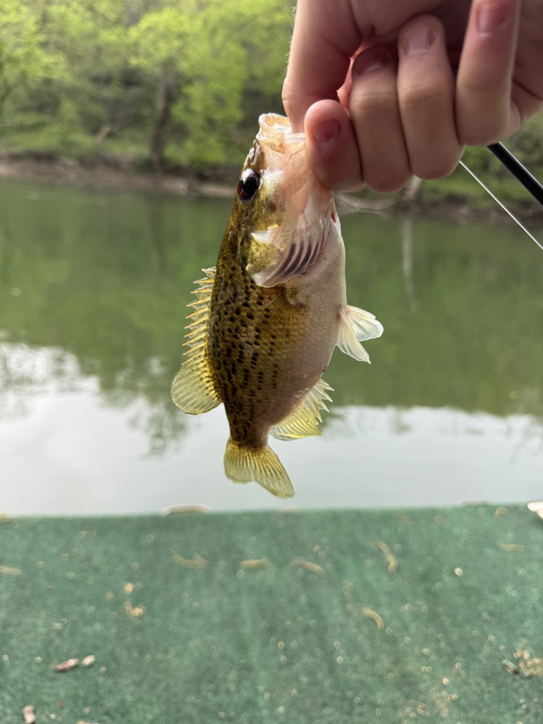 A crappie I caught. (cast underneath the trees)