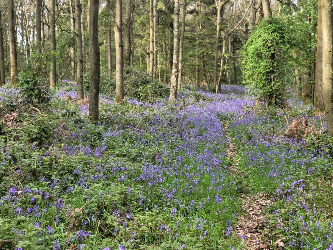 Our own Bluebell Walk next to the campsite