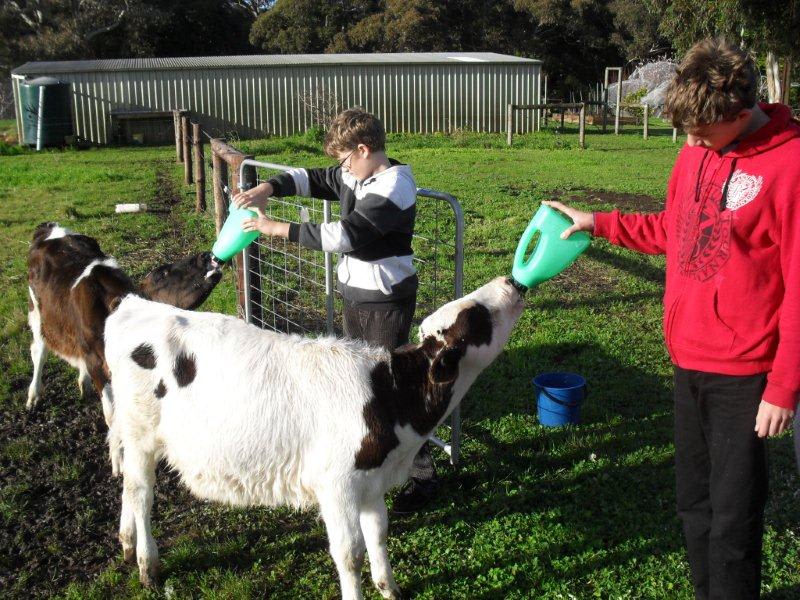 Feeding the calfs