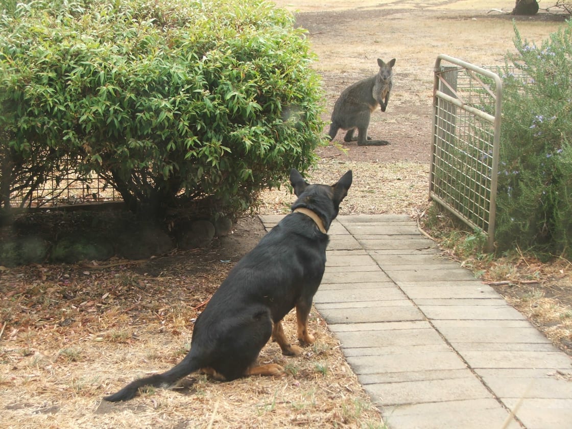 Gus the dog greets kangaroo !
