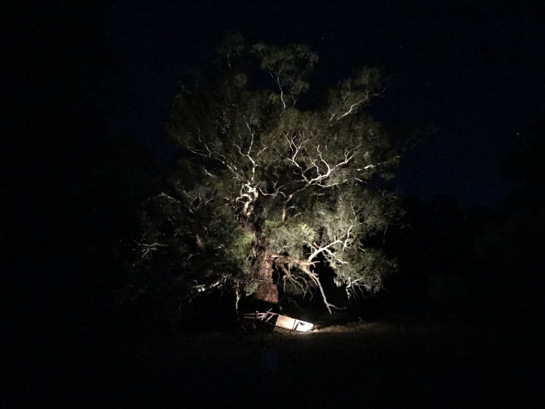 Feature tree at night