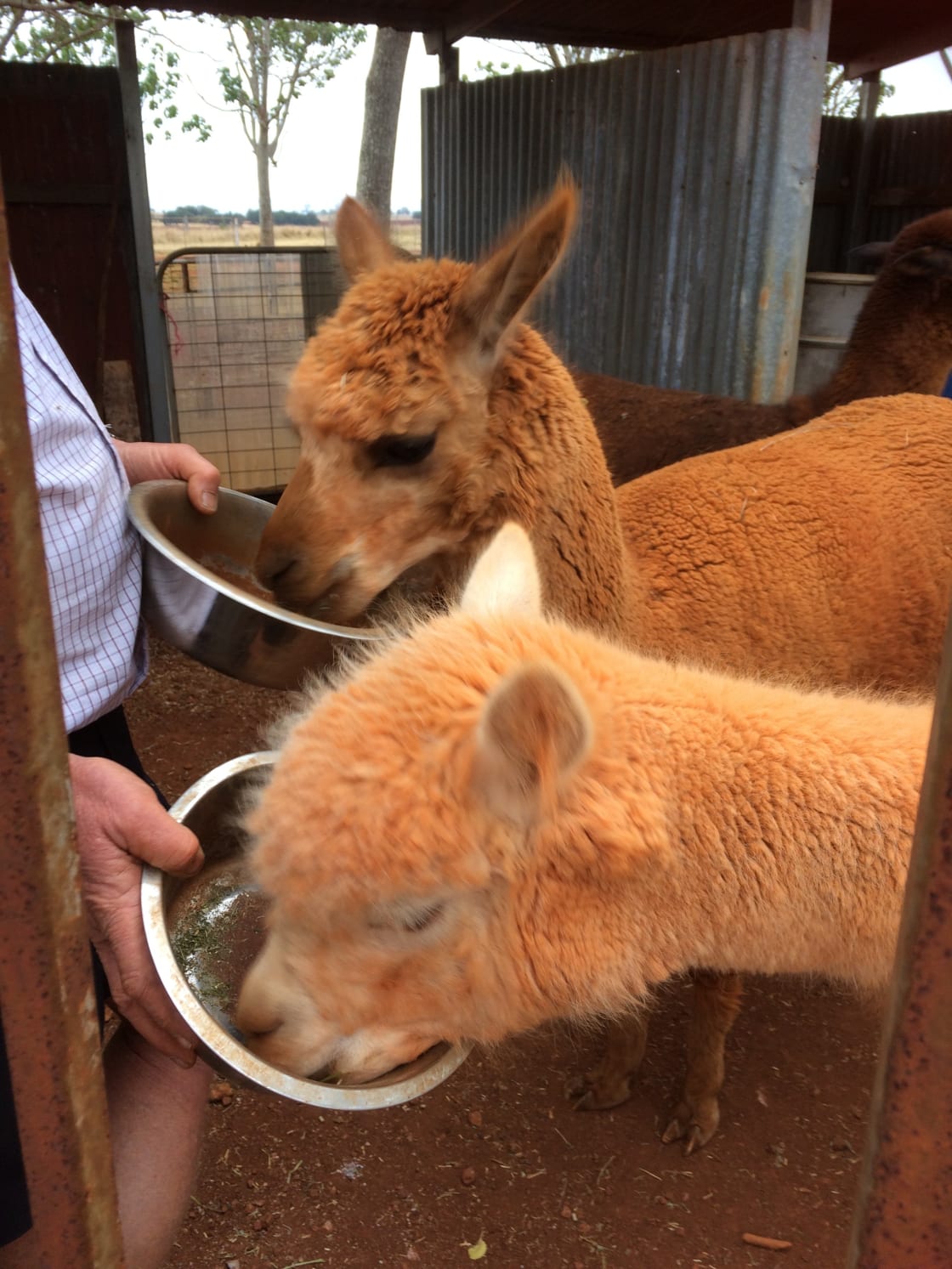 Feeding the alpacas.