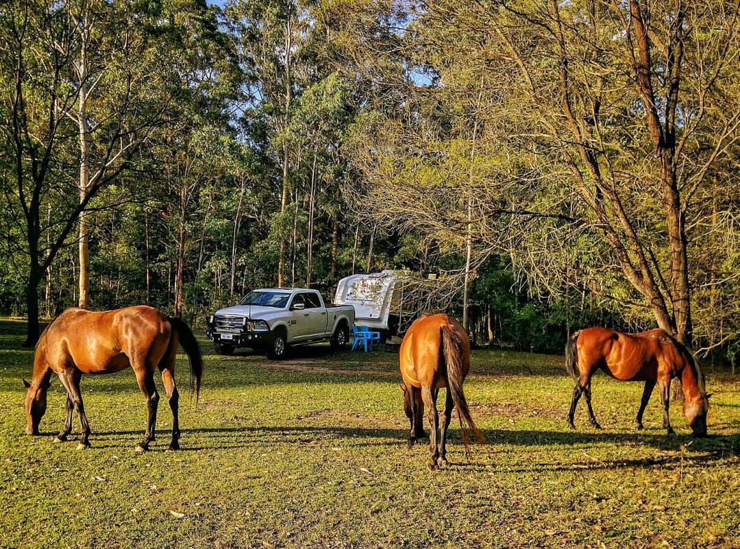 Bunyip's Camp with Horses