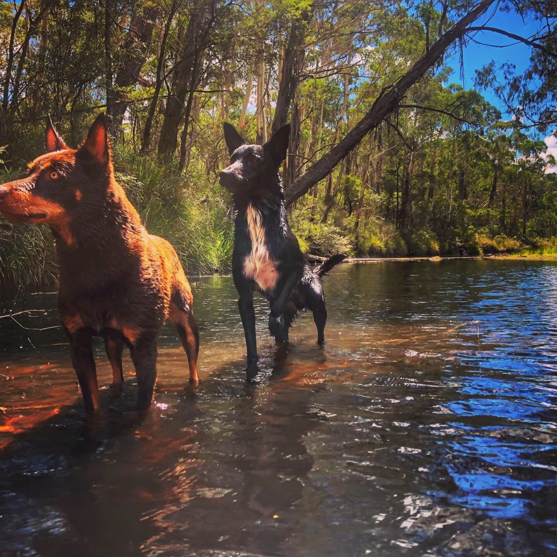 Dogs in the river