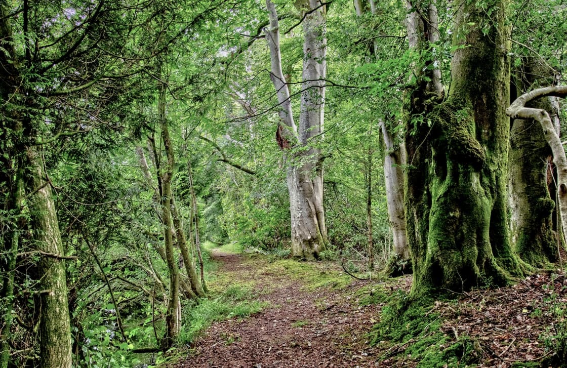 A path through the on-site lakeside woodland